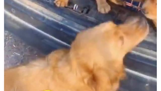 Momma dog can't give up her puppies that are going to a new home