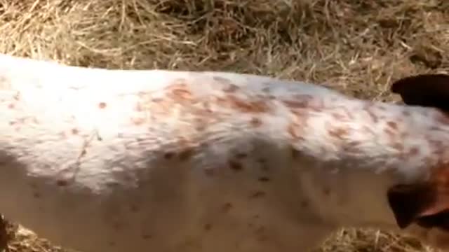 A roll in the hay