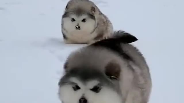 Dogs are so cute, just like two giant pandas