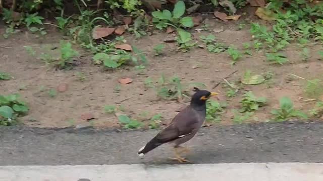 Mynah bird walking along with me