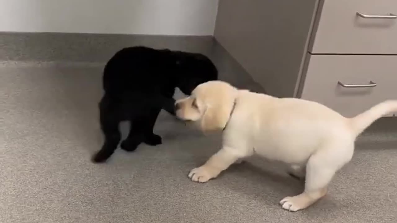 Puppies video