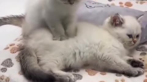 So Adorable 😍🥰