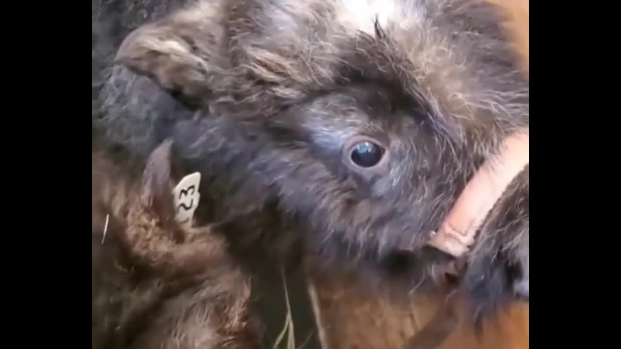 Feed the donkey