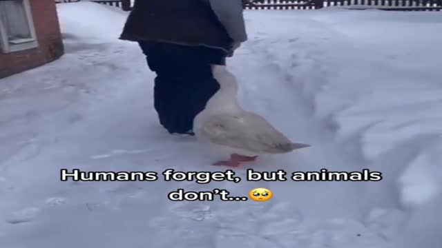 animals, cat, rabbit, dog, cute dog, loveanimals 04.