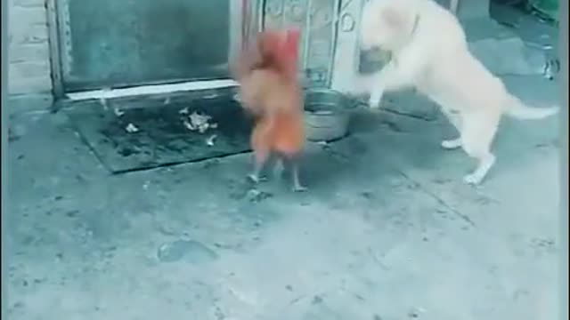 Funniest fight: Chicken vs Dog