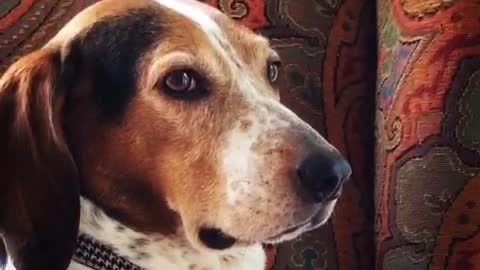 Beagle sitting on red chair