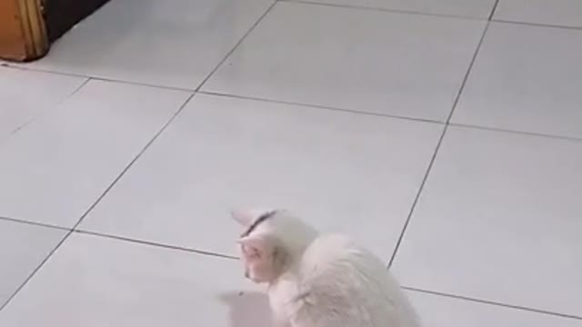 Cat Chases Laser Beam: Try Not To Laugh Or Chuckle