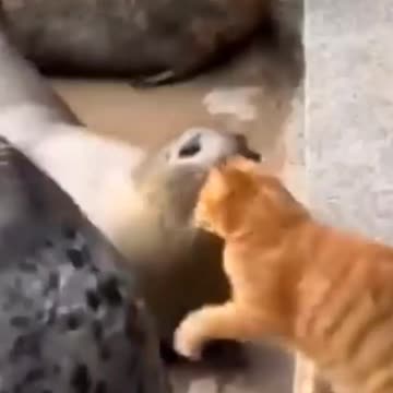 Funny pets video #001