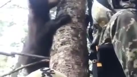Bears climb so fast