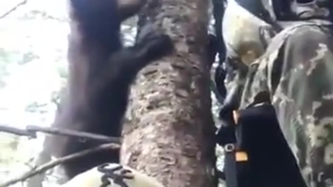 Bears climb so fast