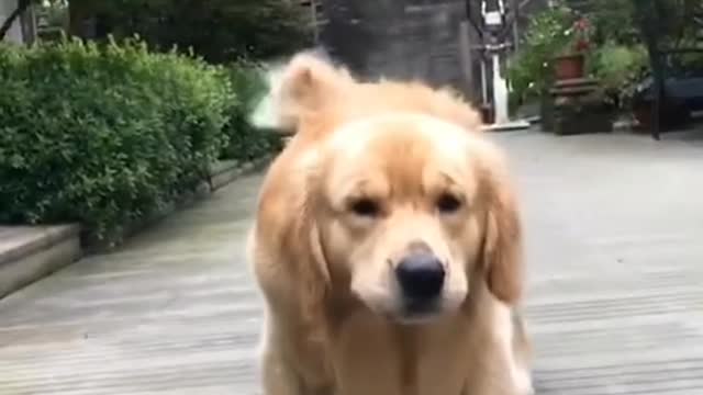 It's my pet