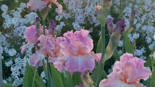 flowers and sky and sunset