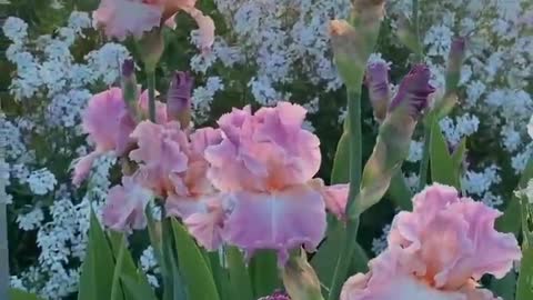 flowers and sky and sunset