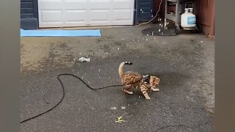 Cat Games with Water Will Make You Smile