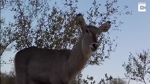 Incredible Footage Of Wild Animals In South Africa