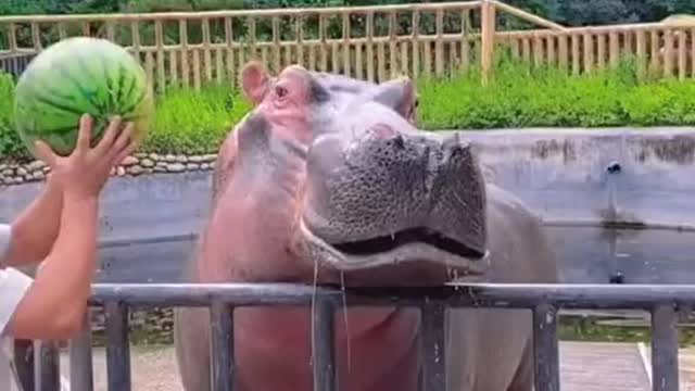 Hippo eating watermelon 🍉 crushed in an instant 😱😱😱