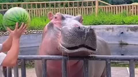 Hippo eating watermelon 🍉 crushed in an instant 😱😱😱