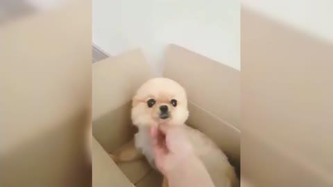 Hiromi: As long as you scratch me, the ears will disappear!