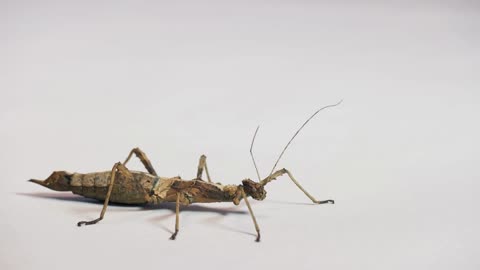 Macro shot of adult female of Sungaya inexpectata, a species of stick