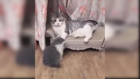 Funny cat 🐱 😂 - Very funny Cats