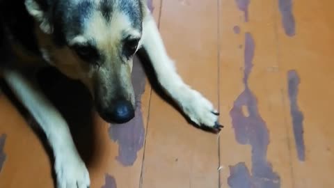 The dog wants to be taken off.