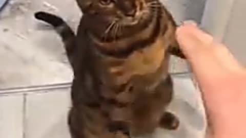 animal's funny videos