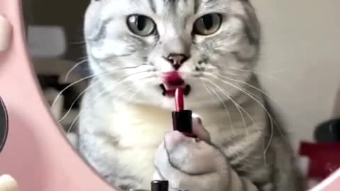 Can This Kitten Master Makeup in JUST 5 Minutes?