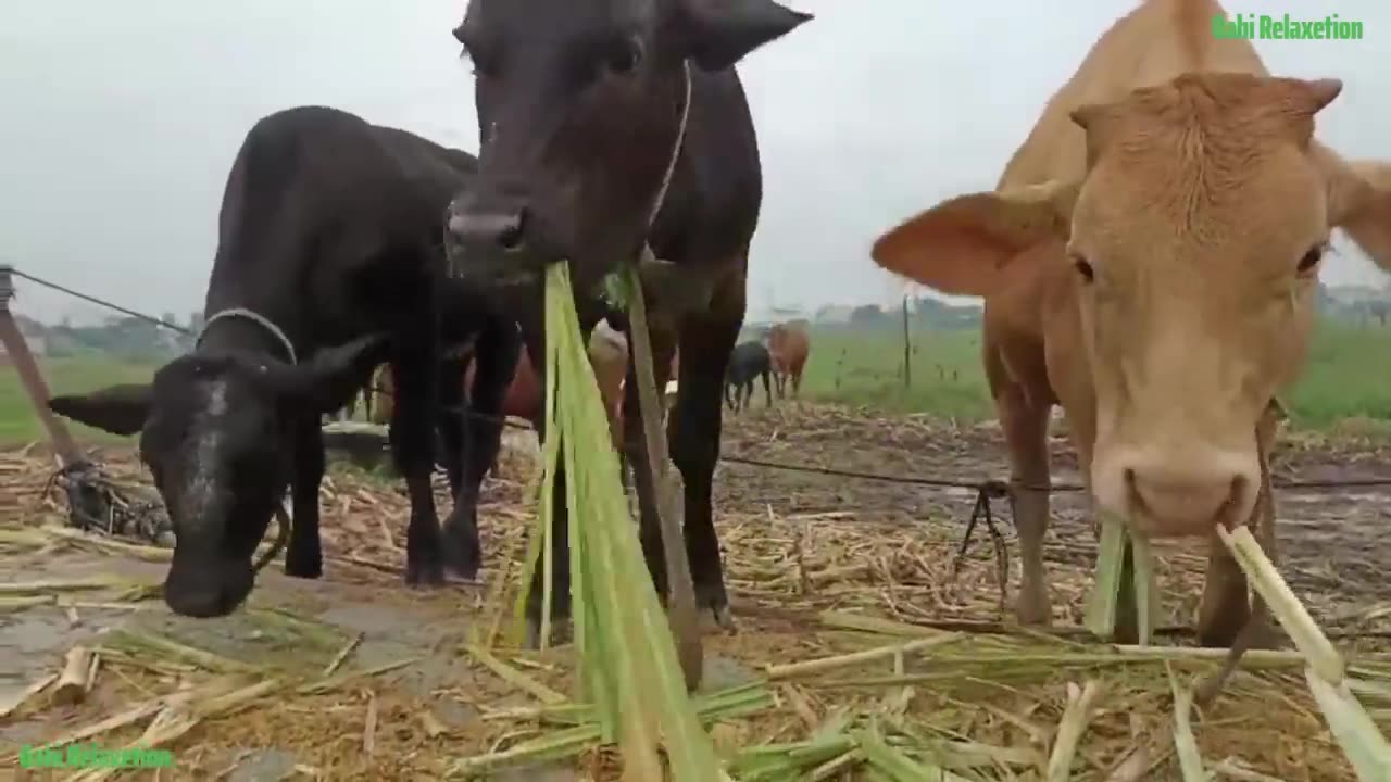 cow cowing!! adorable