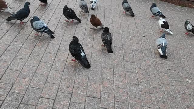 Pigeons outside
