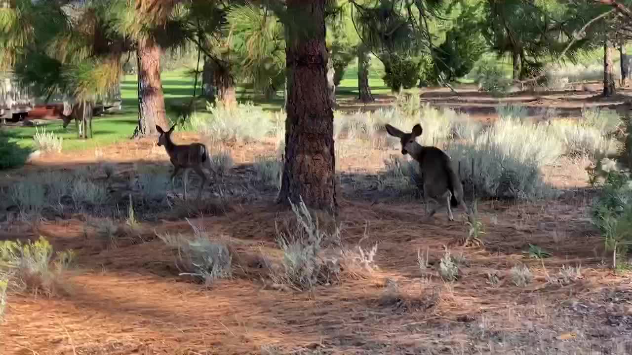 Two deer under a tree