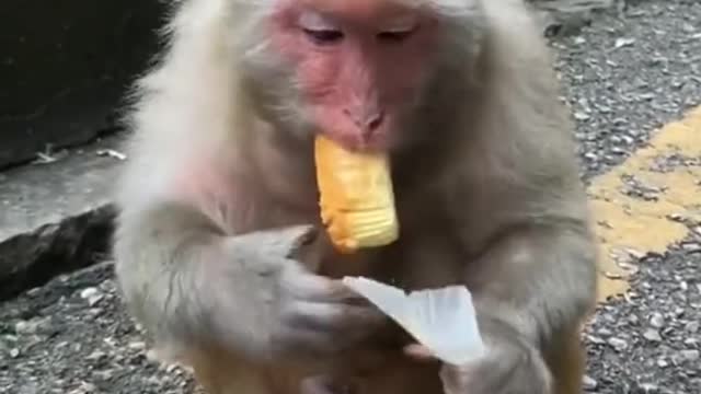 A monkey is eating a cake