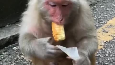 A monkey is eating a cake