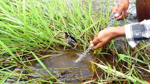 catching fish full video