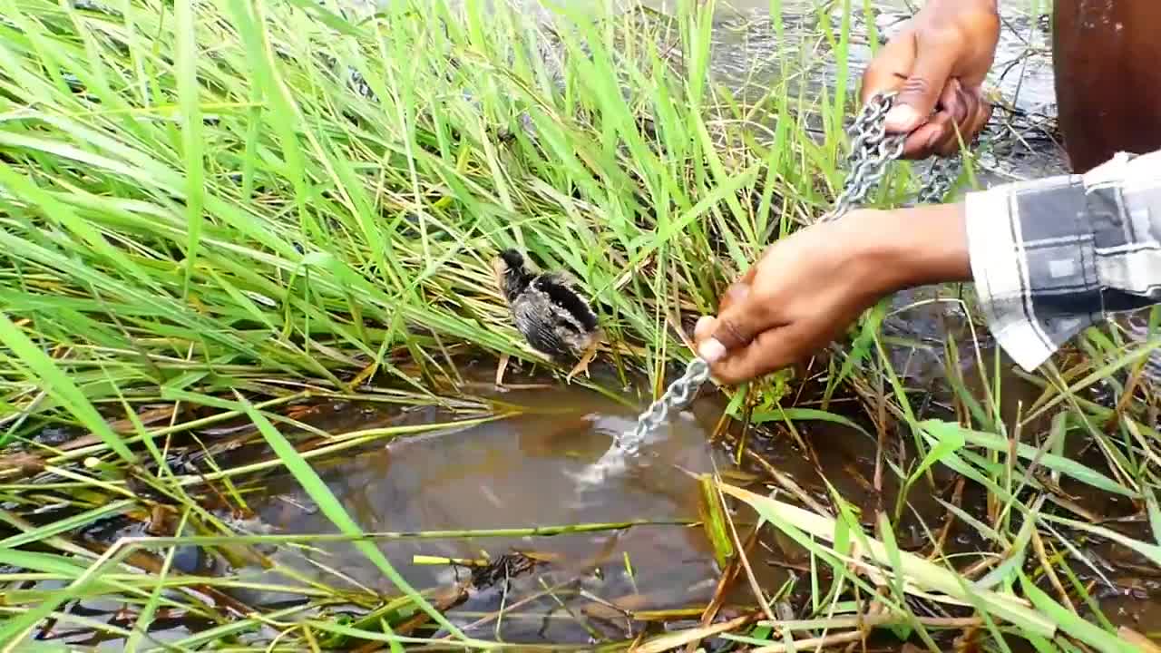 catching fish full video