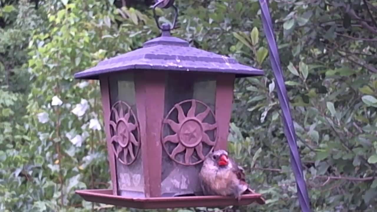 Northern Cardinal - Female - (Cardinalis Cardinals)