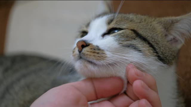 Petting a cute cat, close up