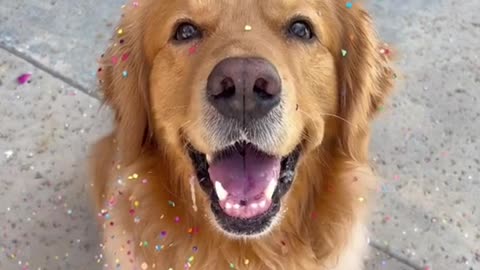 Today is Bear's 6th birthday