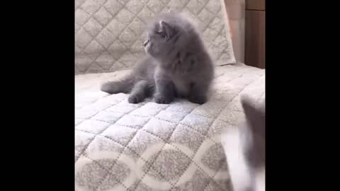 Funny animals best of the 2022 funny animals videos
