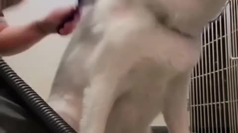 🐶_ #funny Cute Animals #shorts Video🤣_ #trending #animals #reels