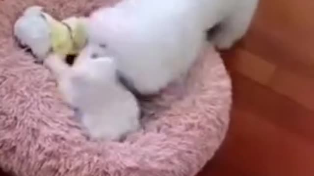 Puppy dog funny video #Mypuppies