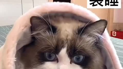 Cute and Funny Cat Video Compilation 2021 _Part