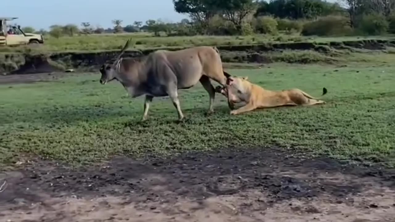 Eland doesn't have time for any thirsty lionesses