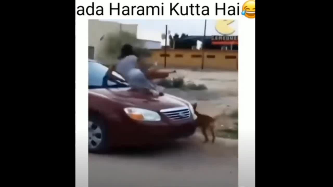 Dog and man very funny video