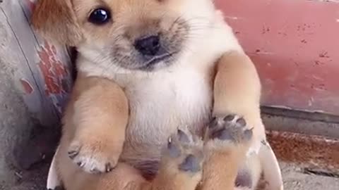 Cutest baby dog