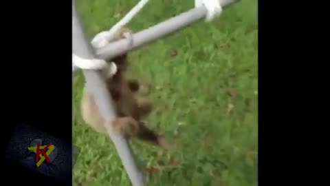 short funny video. cool video funny animals 21