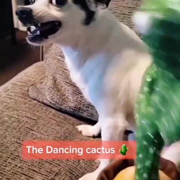 Funny moments with cat and dogs #26 🐶 😺