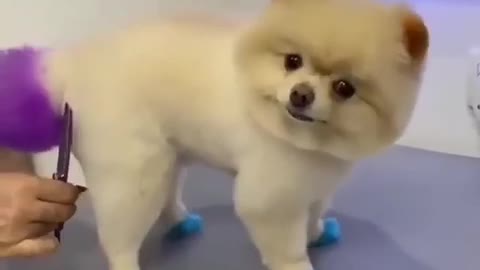 Cute Dog Gets Extreme Make Over