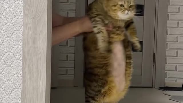 Cat is lucky video