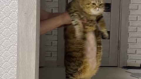 Cat is lucky video