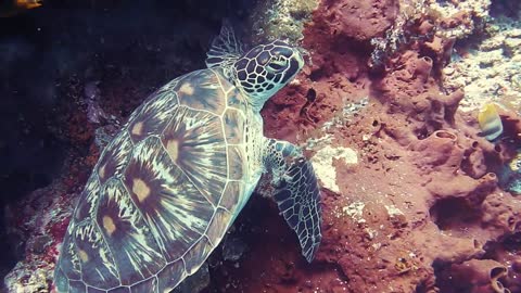 Beautiful sea turtle